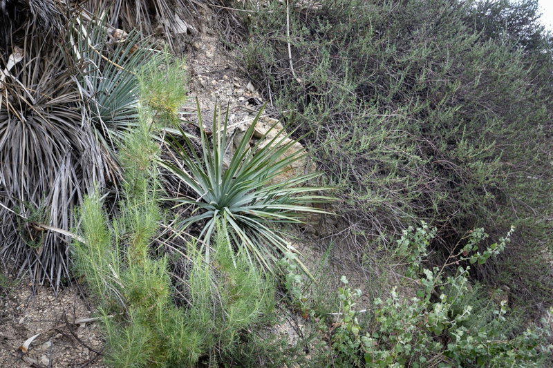 Heperoyucca Whipplei (Chaparral yucca)