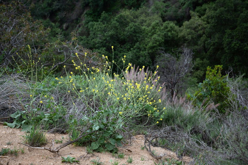 Black Mustard (Brassica nigra)