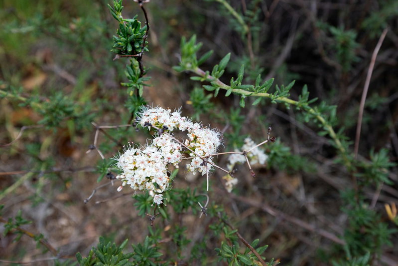 California Wild Buckwheat