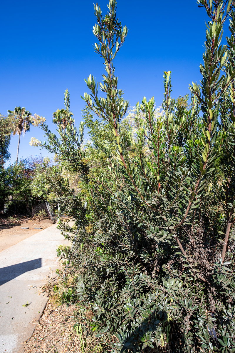 Laurel Sumac (Malosma laurina)