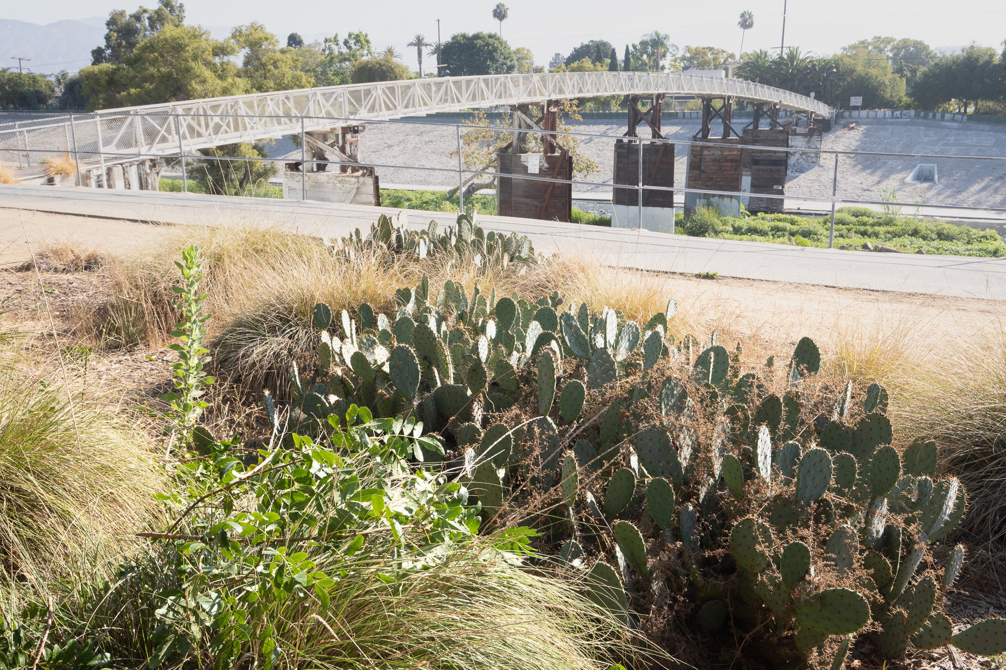 Sunnynook park, view of pedestrian birdge. Opuntia in the foreground.