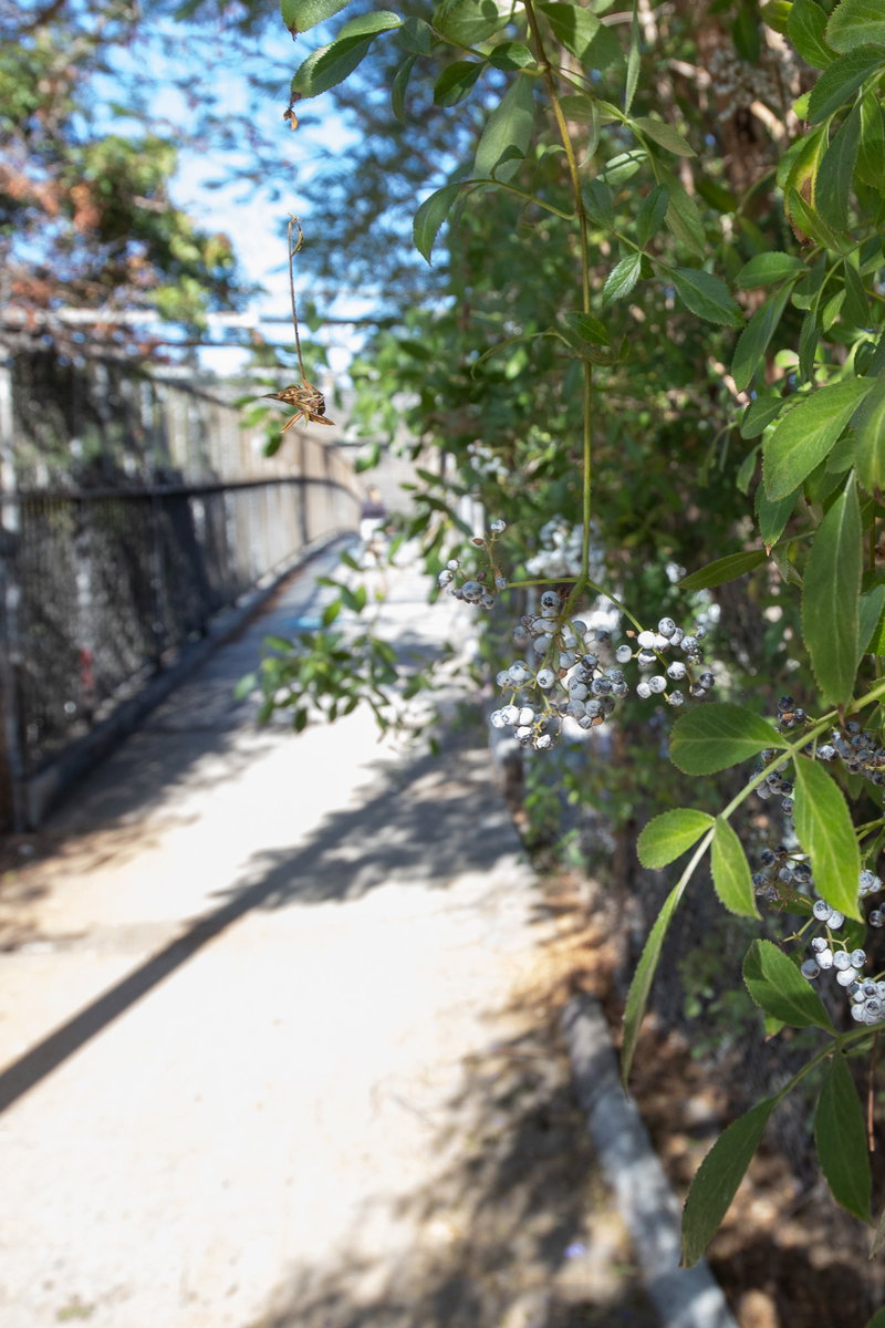 Elderberry