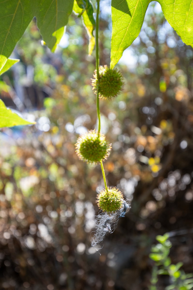 Western Sycamore seeds dangling from a tree at Oso Park.