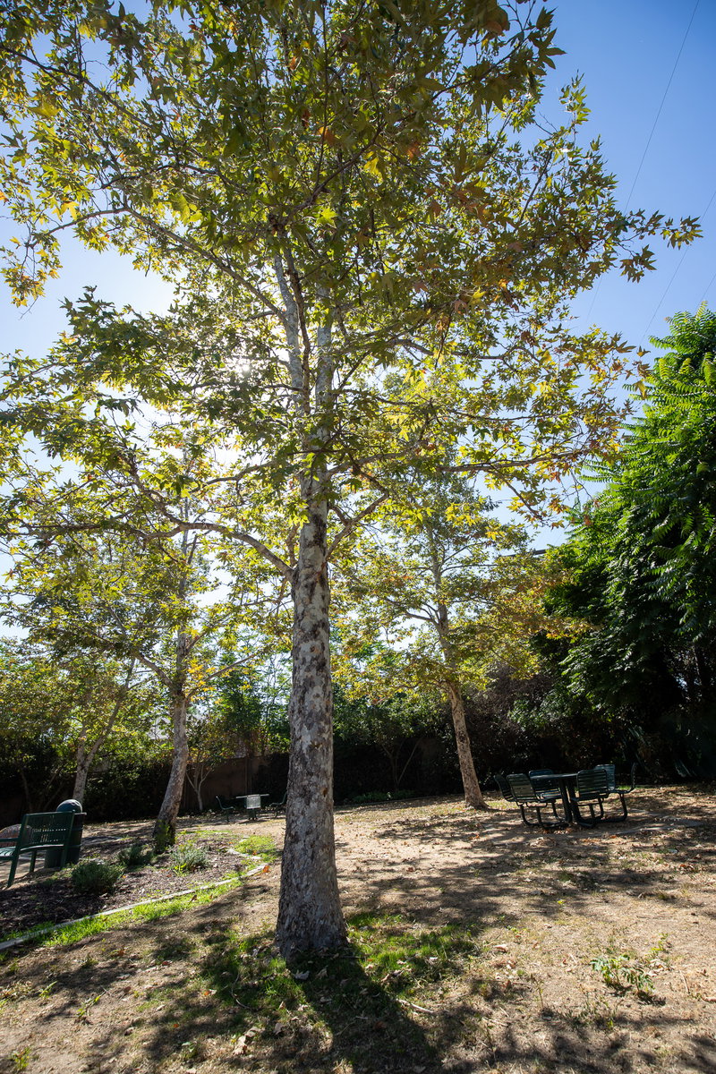 Sycamore Tree