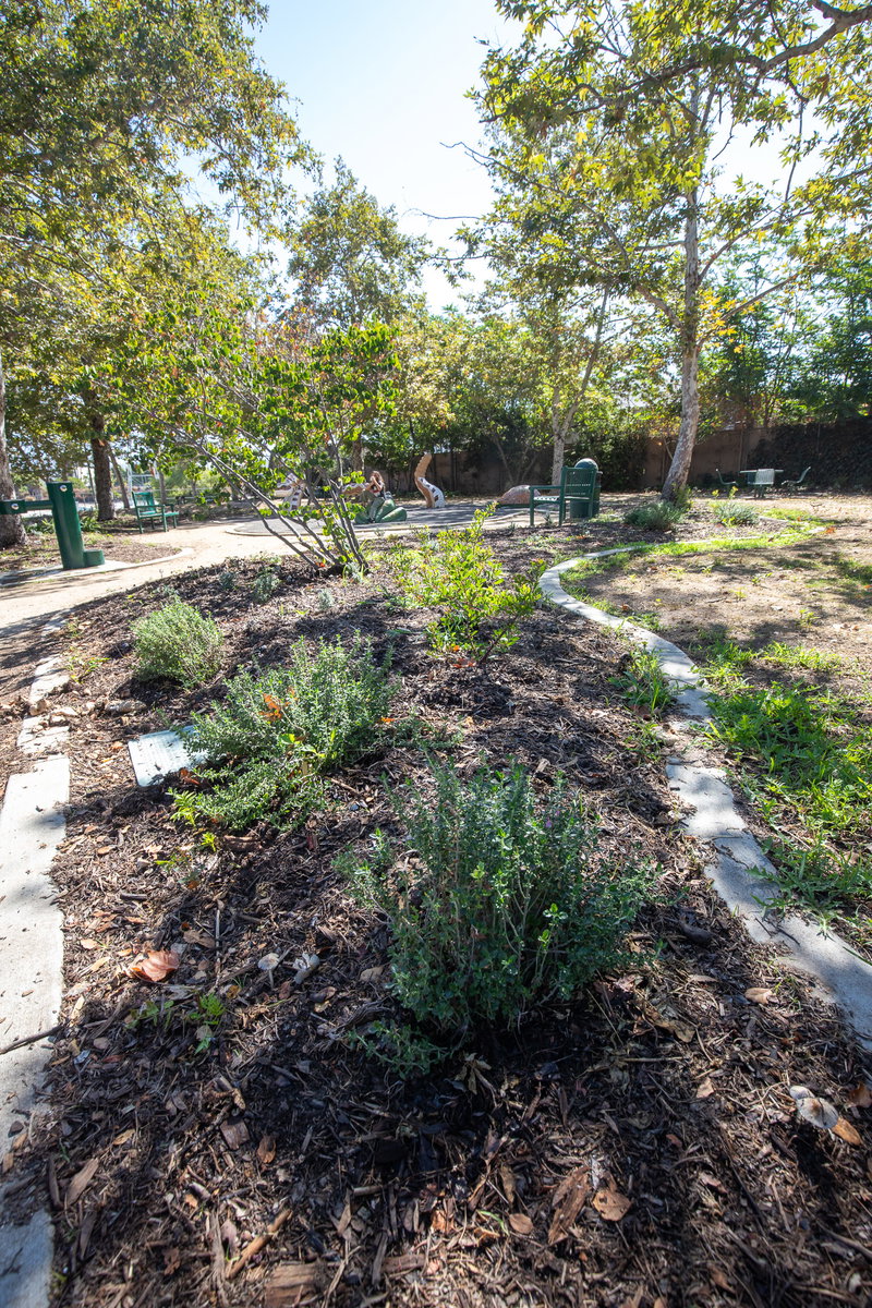 A row of native plants