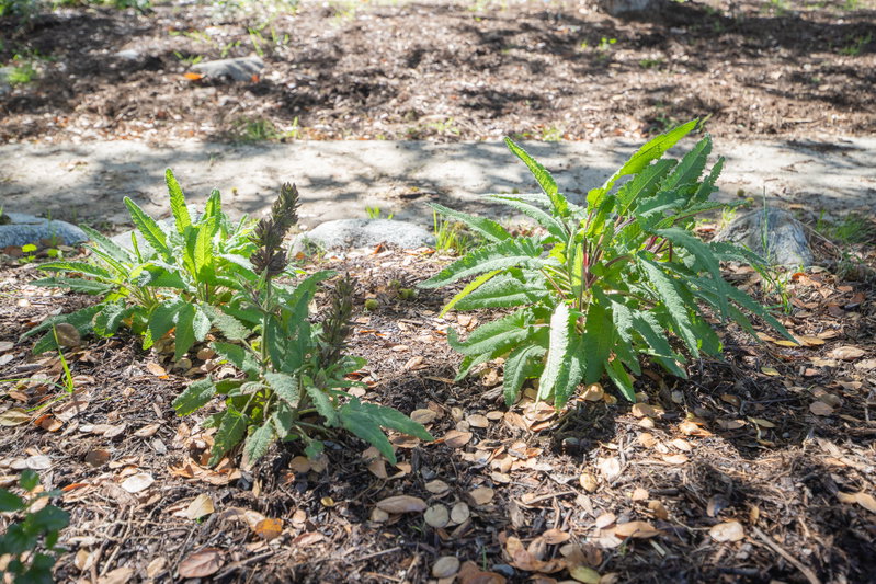 Hummingbird Sage (Salvia spathacea)