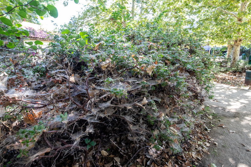 Spiderweb Covered Bush
