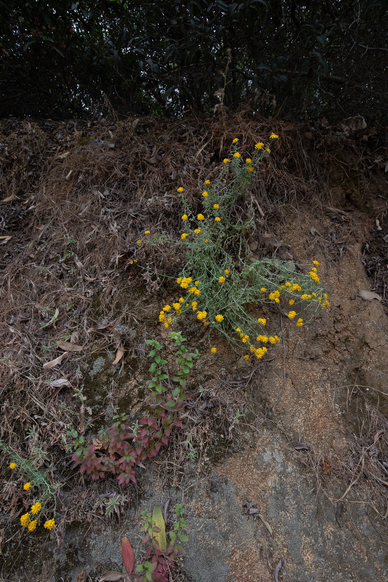 Possible Golden Yarrow on a Hillside