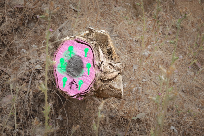 Painted tree stump