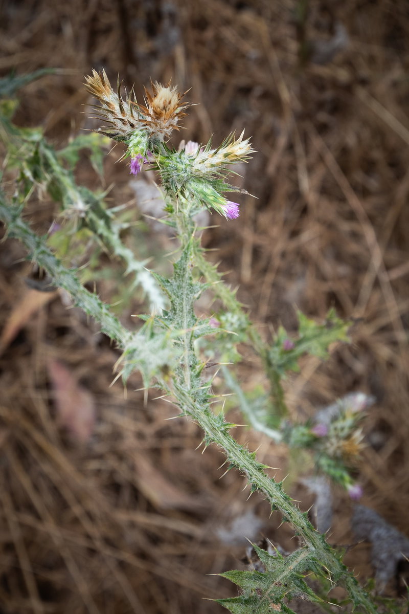 Italian Thistle (Carduus pycnocephalus)