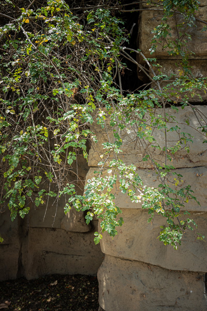 Vegetation Growing Over an Old Zoo Enclosure