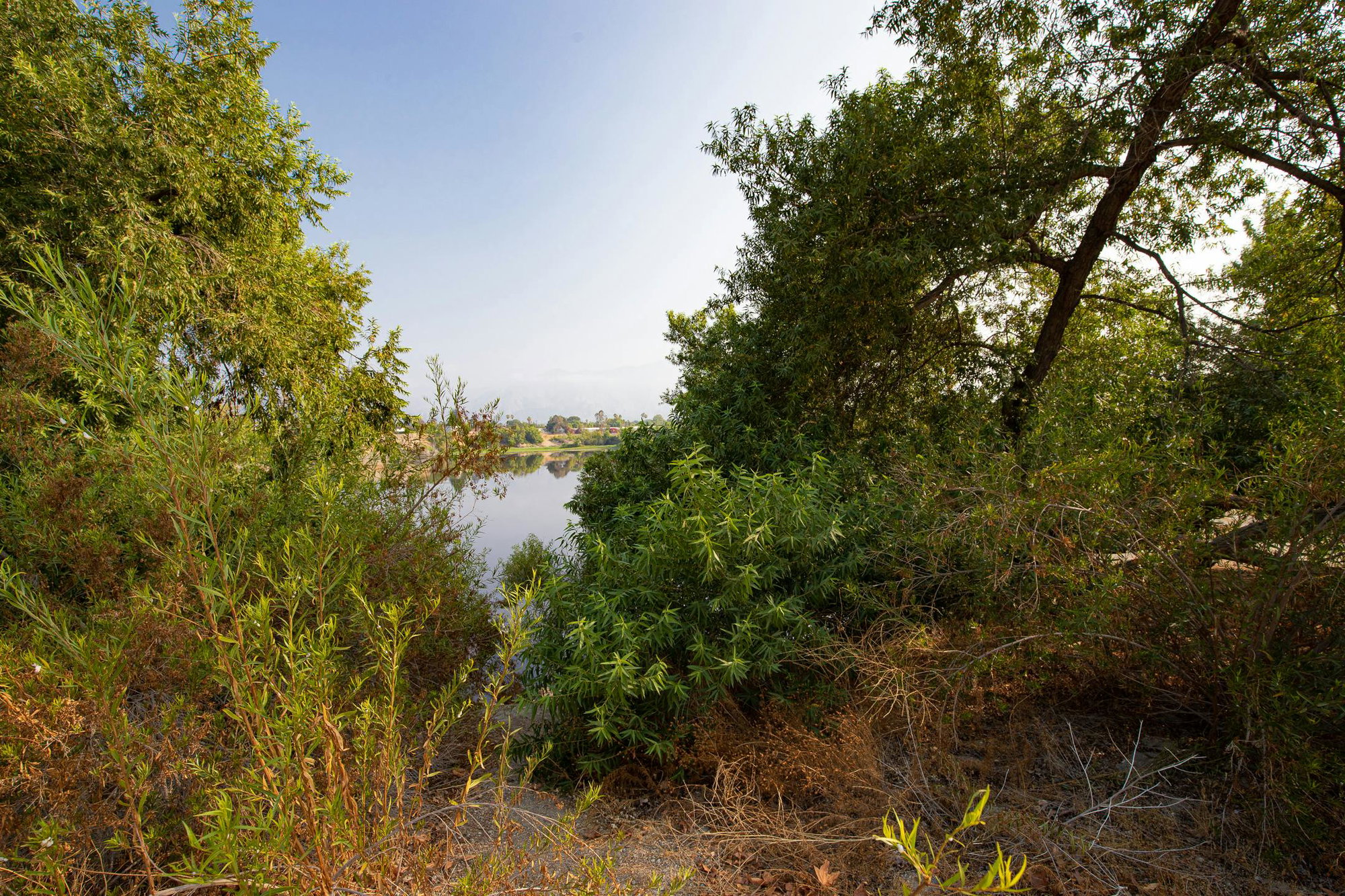 Willows at Mungi Lake