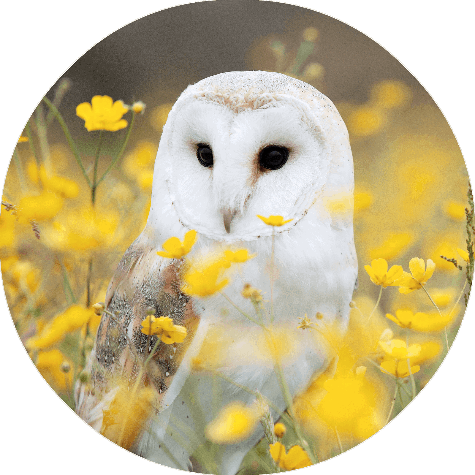 Barn owl sitting among yellow wildflowers