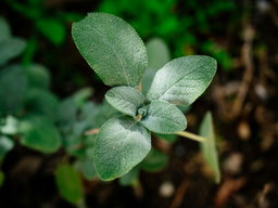 How to Grow Sage